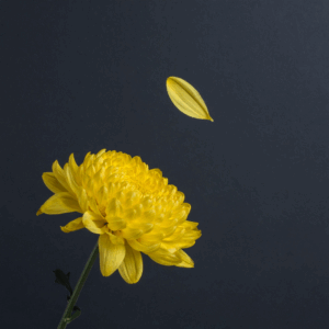 chrysanthemum.petal.flower（菊の写真風イラスト）