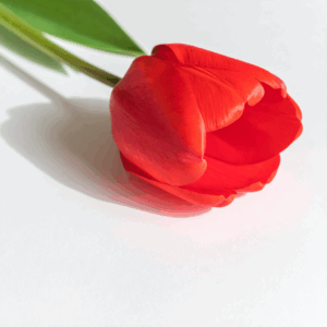 petal. tulip. flower（赤いチューリップの写真風イラスト）