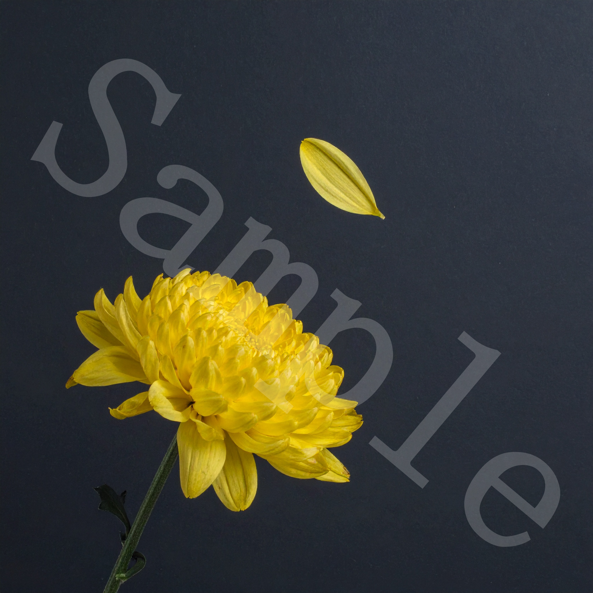 chrysanthemum motif flower